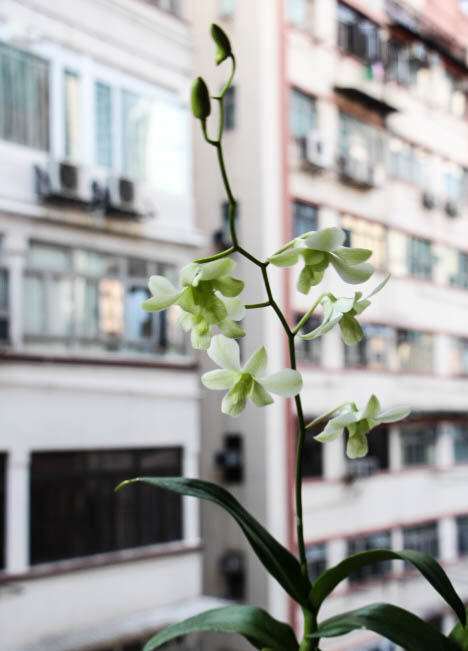 Hong Kong orchid
